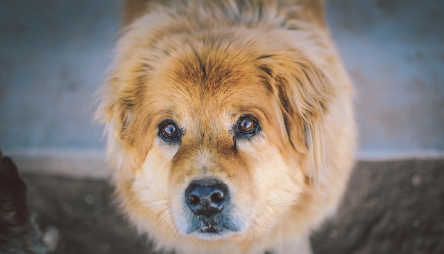 animal-dog-pet-cute